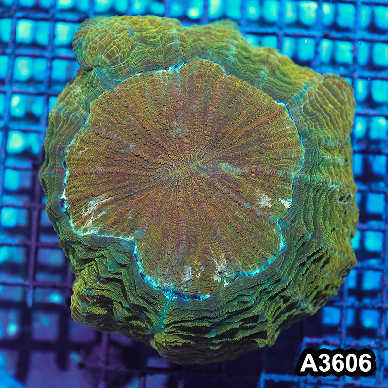 Item#A3606IN3606(L) WYSIWYG Indo Ultra Unique Acanthophyllia