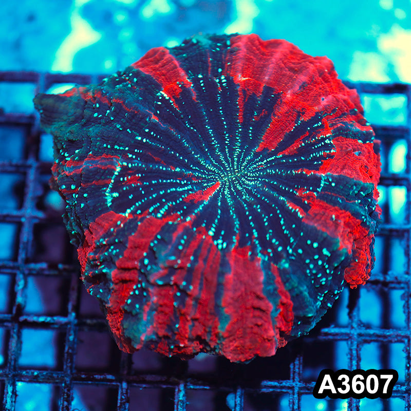 Item#A3607IN3607(M) WYSIWYG Indo Ultra Unique Acanthophyllia