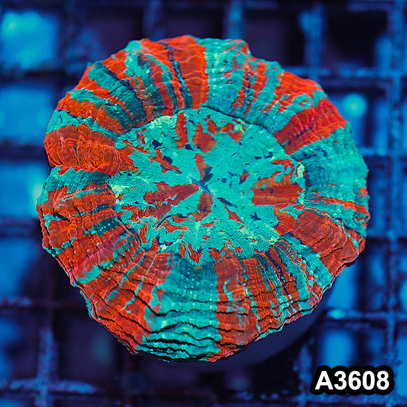 Item#A3608IN3608(M) WYSIWYG Indo Ultra Unique Acanthophyllia
