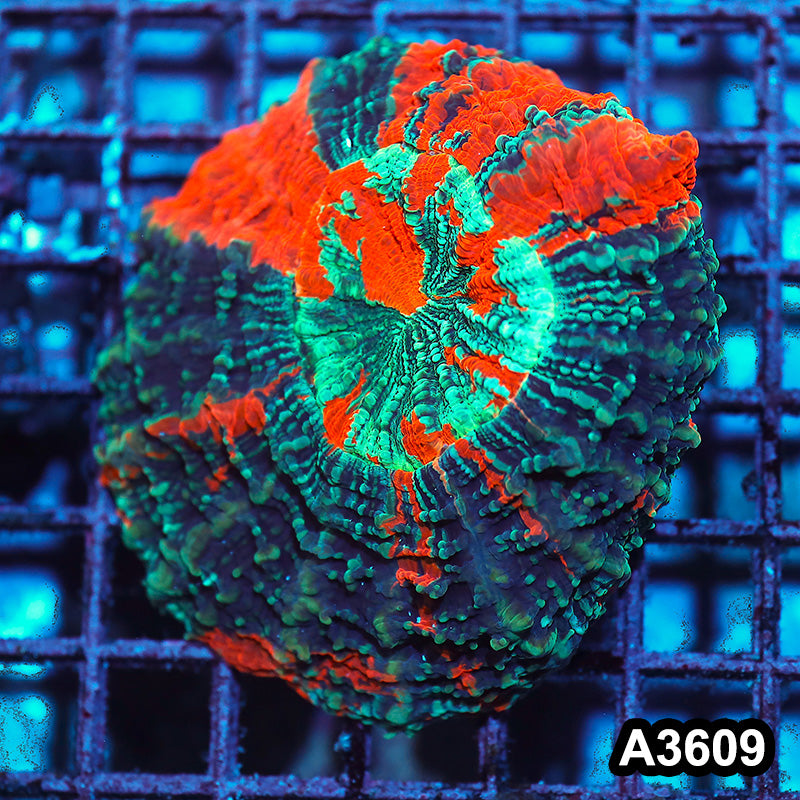 Item#A3609IN3609(M) WYSIWYG Indo Ultra Unique Acanthophyllia