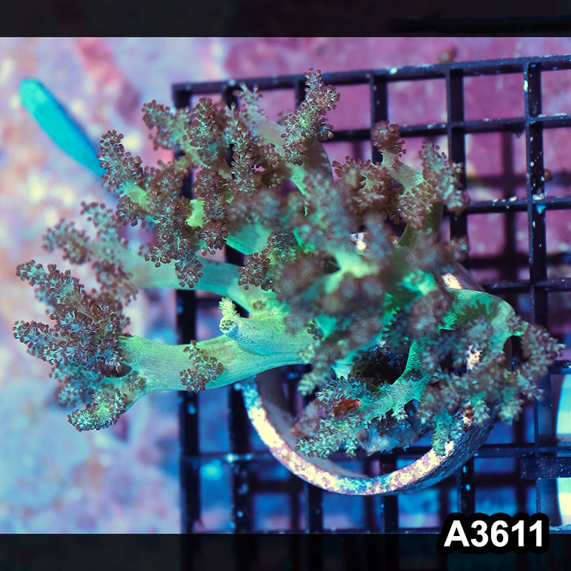 Item#A3611IN3611(M) WYSIWYG Indo Ultra Stem Kenya Tree