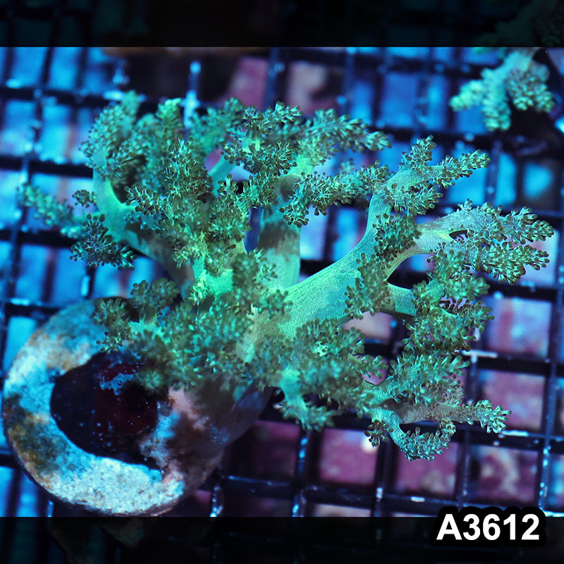Item#A3612IN3612(M) WYSIWYG Indo Ultra Stem Kenya Tree