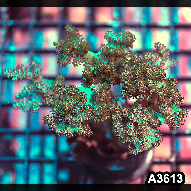 Item#A3613IN3613(M) WYSIWYG Indo Ultra Stem Kenya Tree