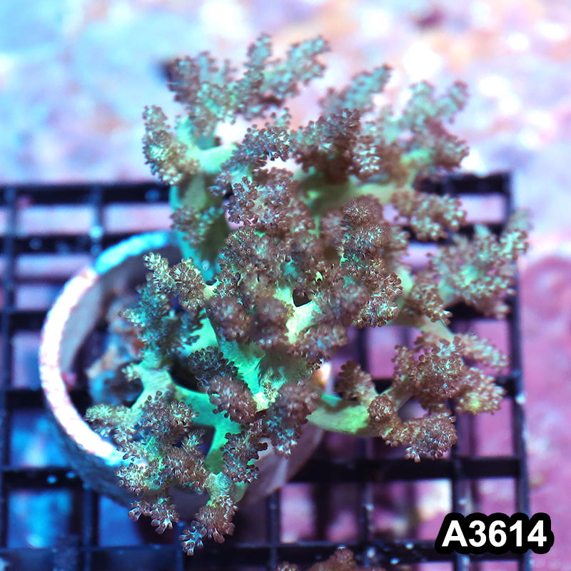 Item#A3614IN3614(M) WYSIWYG Indo Ultra Stem Kenya Tree