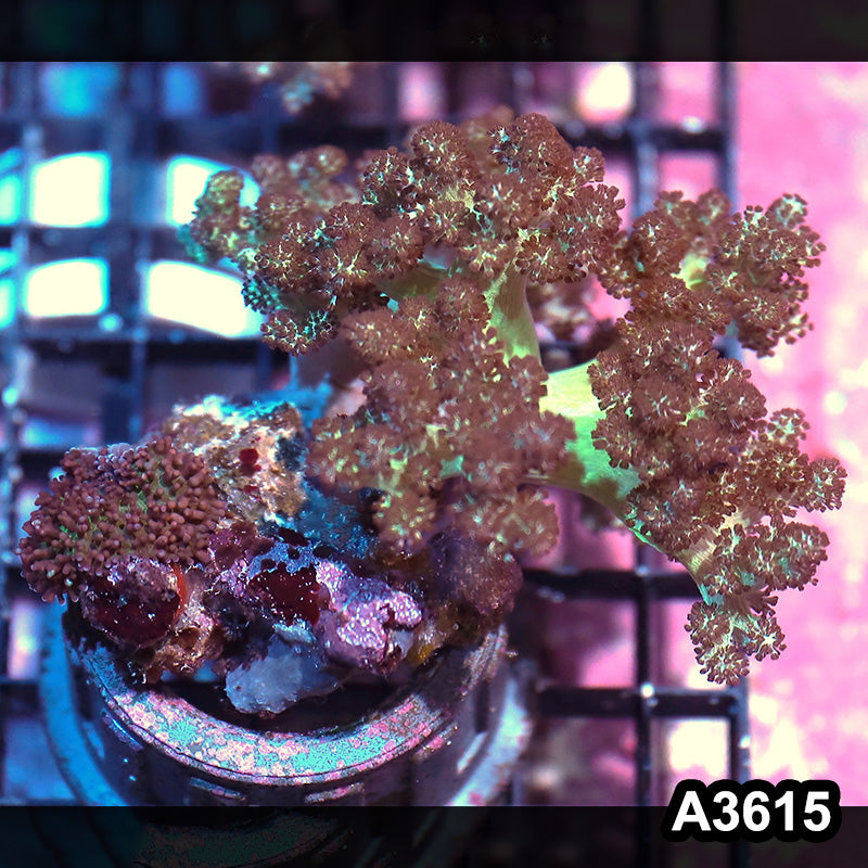 Item#A3615IN3615(M) WYSIWYG Indo Ultra Stem Kenya Tree