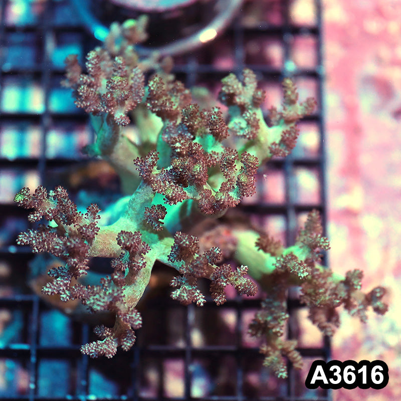 Item#A3616IN3616(M) WYSIWYG Indo Ultra Stem Kenya Tree