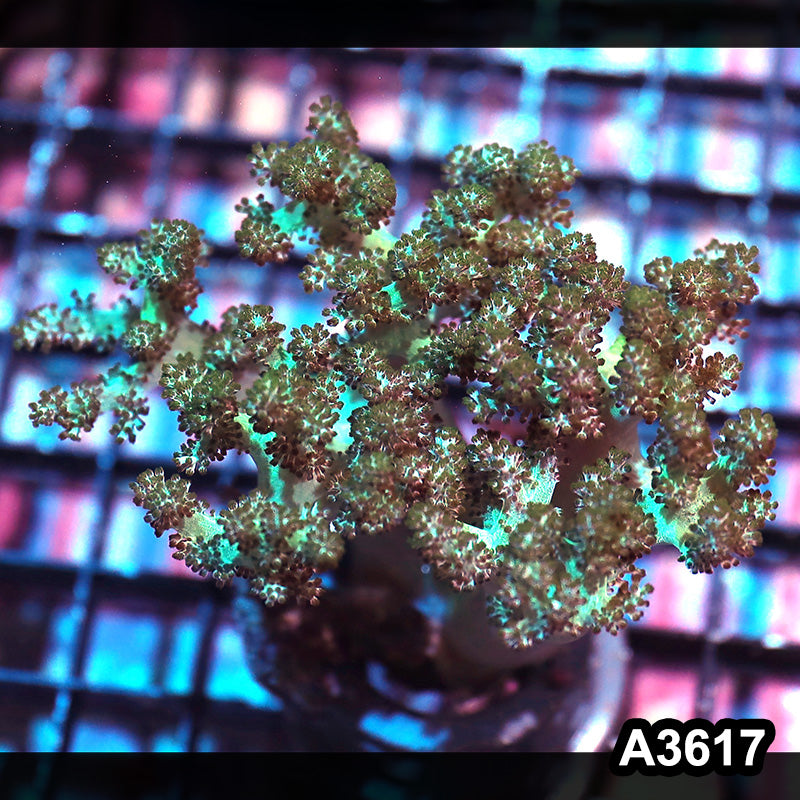 Item#A3617IN3617(M) WYSIWYG Indo Ultra Stem Kenya Tree