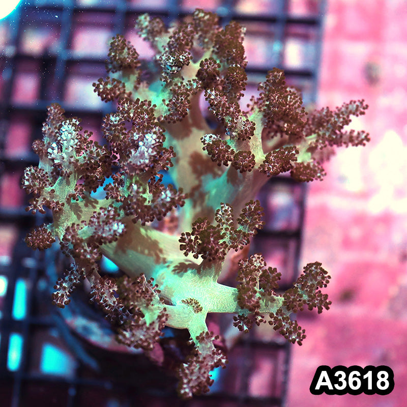Item#A3618IN3618(M) WYSIWYG Indo Ultra Stem Kenya Tree