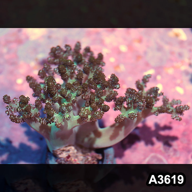 Item#A3619IN3619(M) WYSIWYG Indo Ultra Stem Kenya Tree