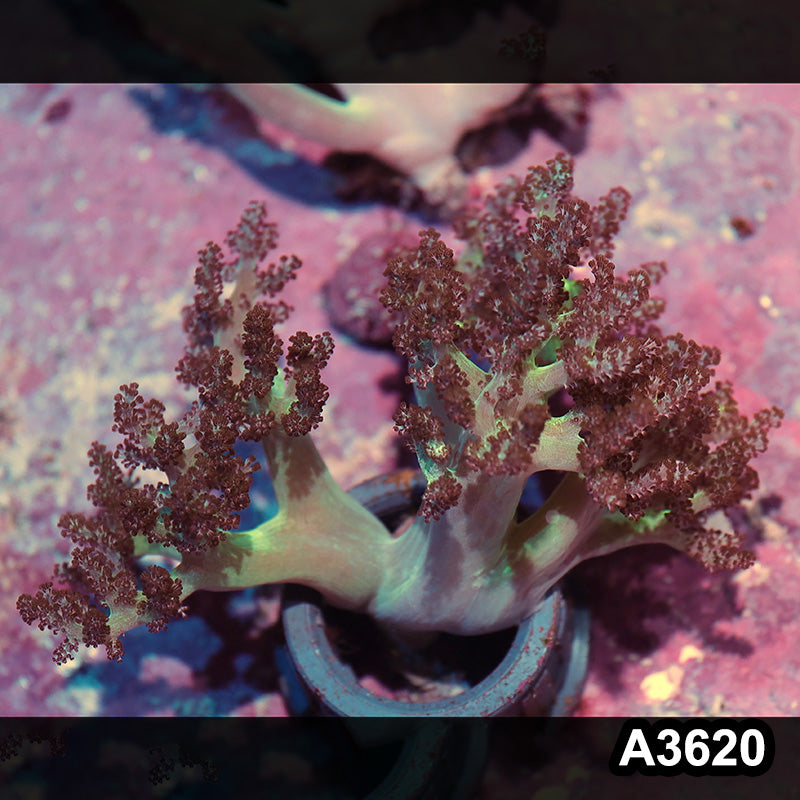 Item#A3620IN3620(M) WYSIWYG Indo Ultra Stem Kenya Tree