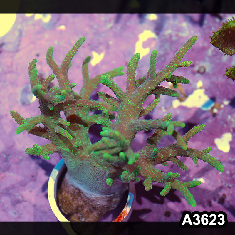 Item#A3623IN3623(M) WYSIWYG Aussie Ultra Neon Sinularia