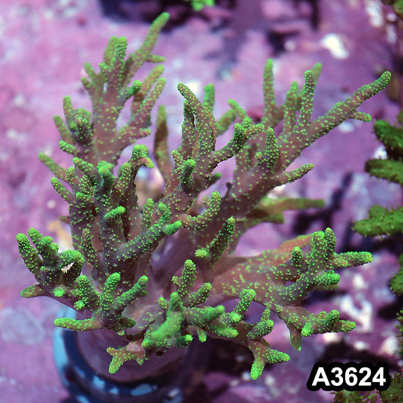 Item#A3624IN3624(M) WYSIWYG Aussie Ultra Neon Sinularia