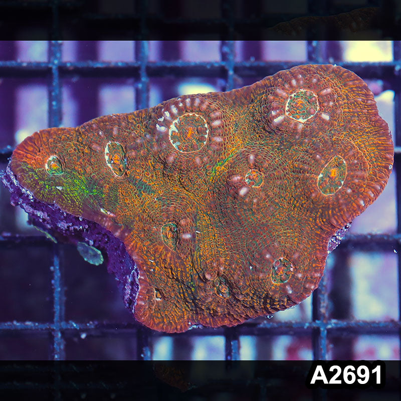 Item#A2691IN2691(S) WYSIWYG Aussie rainbow Chalice Mini Colony