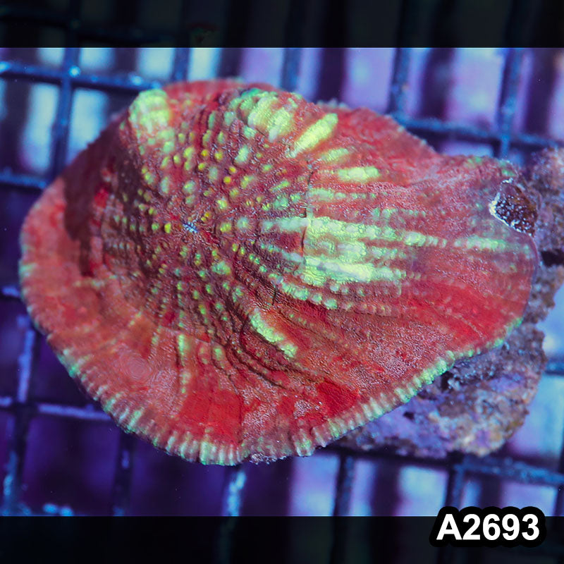 Item#A2693IN2693(M) WYSIWYG Solomon Island Ultra Unique Scolymia Vitiensis