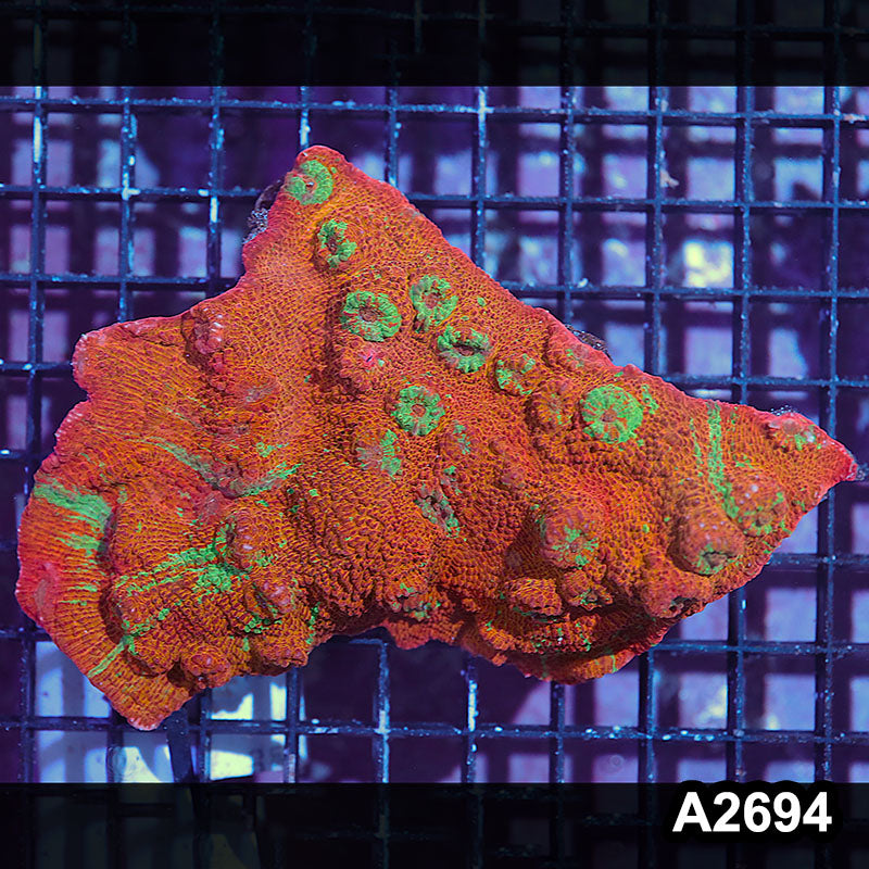 Item#A2694IN2694(L) WYSIWYG Aussie Ultra Chalice Colony