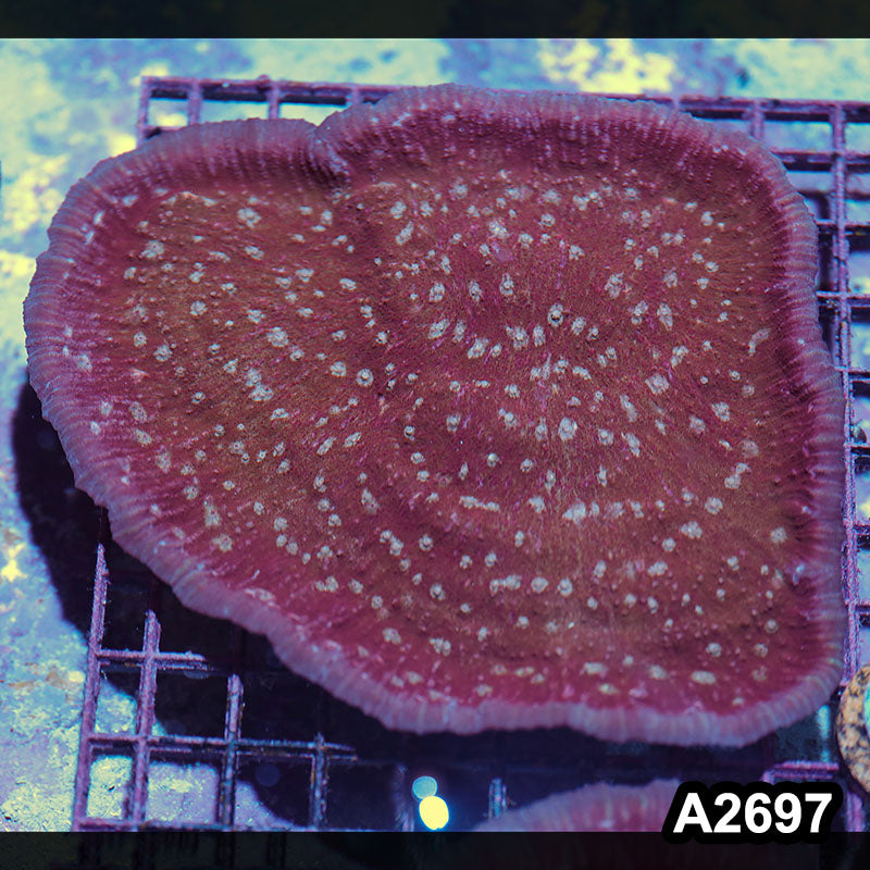Item#A2697IN2697(L) WYSIWYG Aussie Ultra Chalice Colony