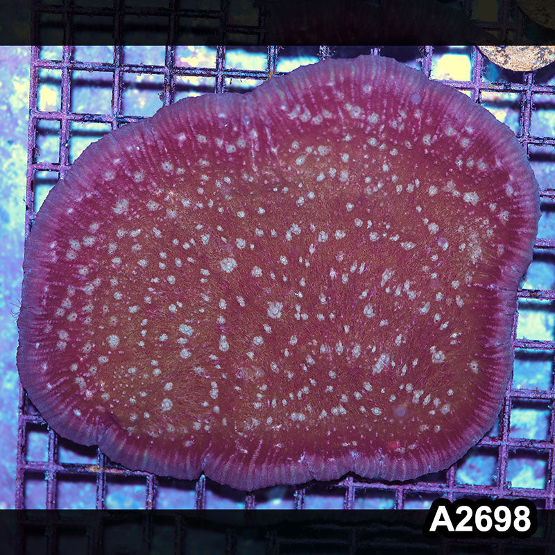 Item#A2698IN2698(L) WYSIWYG Aussie Ultra Chalice Colony