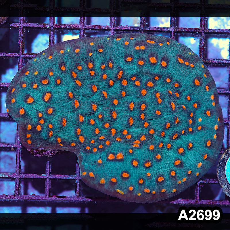 Item#A2699IN2699(L) WYSIWYG Indo Ultra Chalice Colony