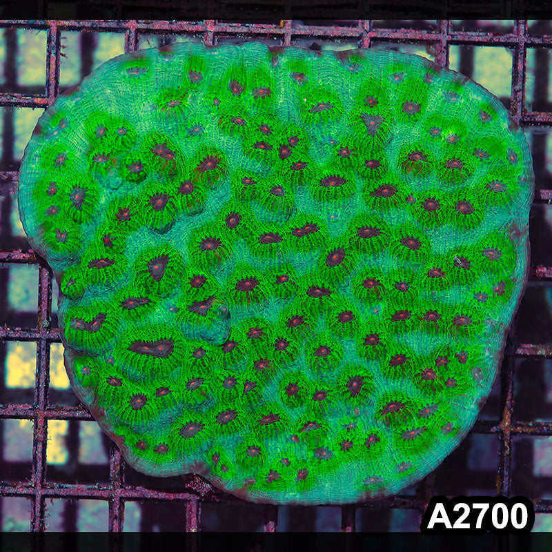 Item#A2700IN2700(L) WYSIWYG Indo Ultra Chalice Colony