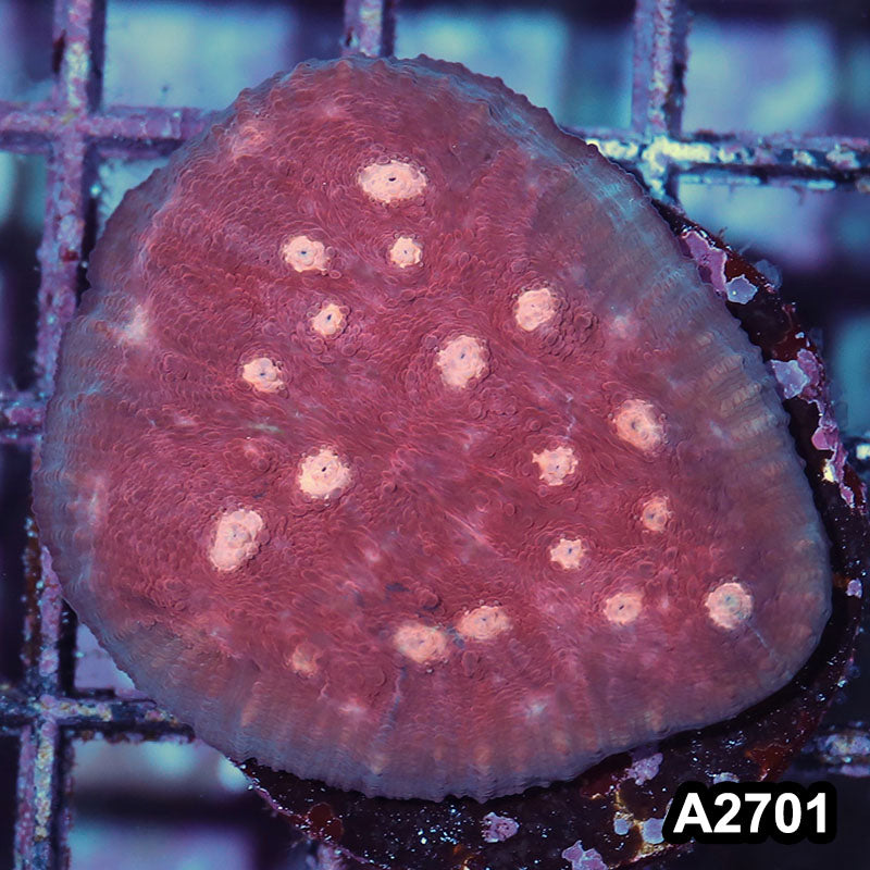 Item#A2701IN2701(S) WYSIWYG Aussie Ultra Chalice Frag
