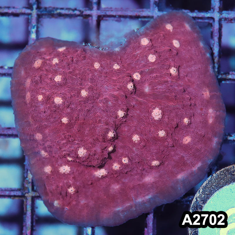 Item#A2702IN2702(S) WYSIWYG Aussie Ultra Chalice Frag