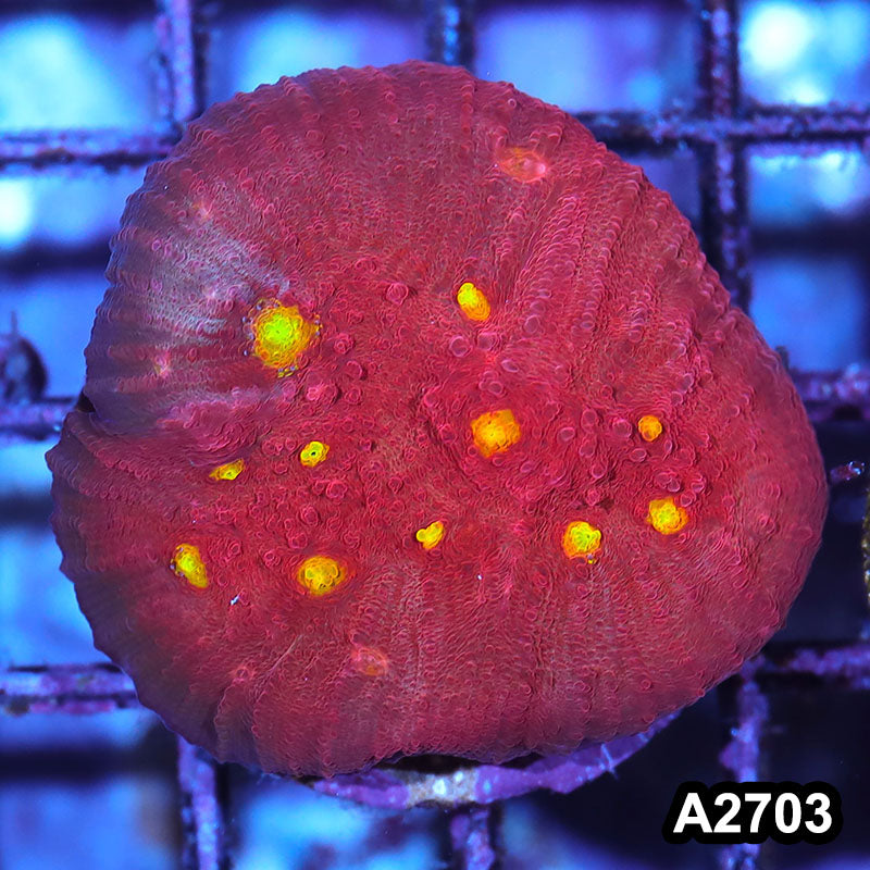 Item#A2703IN2703(S) WYSIWYG Aussie Ultra Chalice Frag