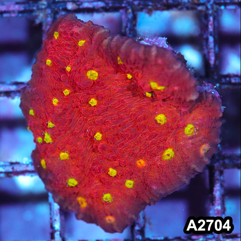 Item#A2704IN2704(S) WYSIWYG Aussie Ultra Chalice Frag