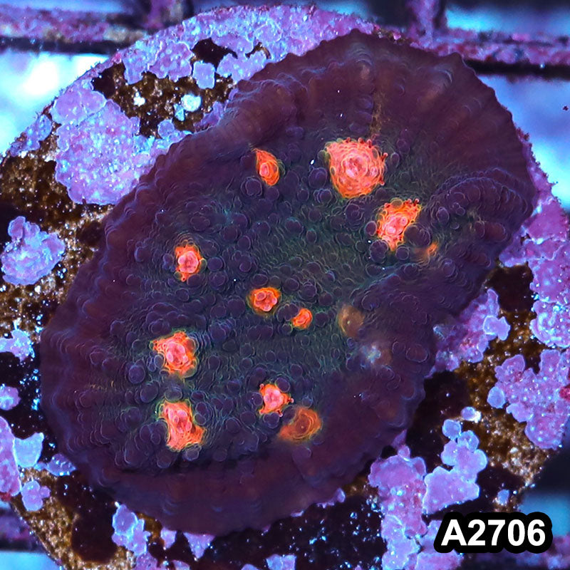 Item#A2706IN2706(S) WYSIWYG Aussie Ultra Chalice Frag