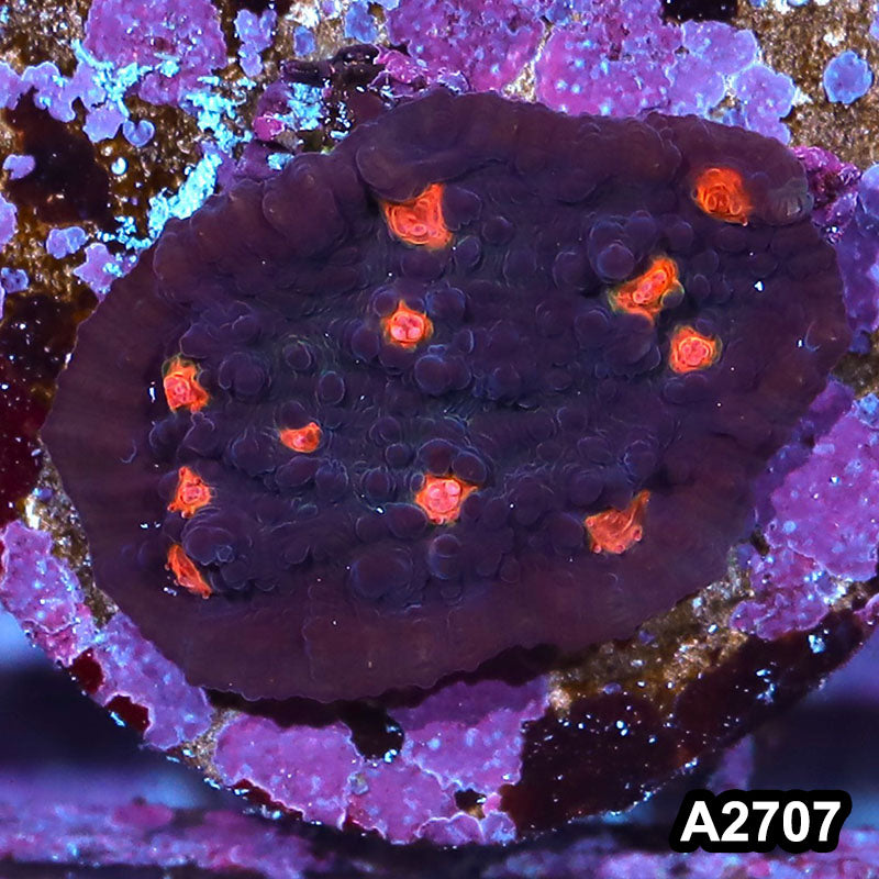 Item#A2707IN2707(S) WYSIWYG Aussie Ultra Chalice Frag