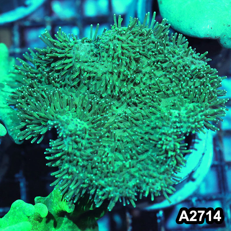Item#A2714IN2714(S) WYSIWYG Indo Green Toadstool Leather