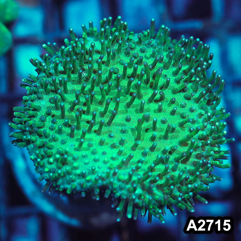 Item#A2715IN2715(S) WYSIWYG Indo Green Toadstool Leather