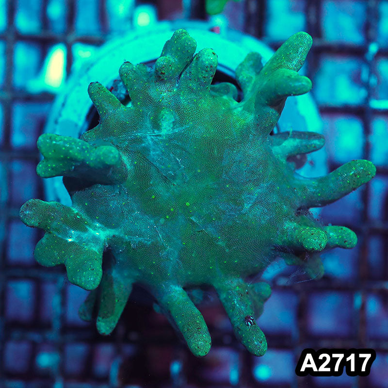 Item#A2717IN2717(S) WYSIWYG Indo Green Finger Leather