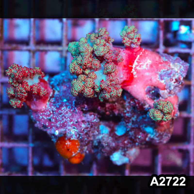 Item#A2722IN2722(M) WYSIWYG Indo Ultra Scleronephthya Colony