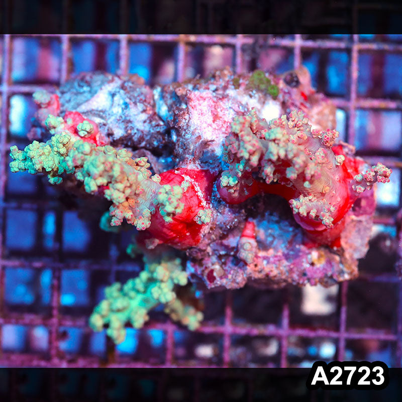 Item#A2723IN2723(M) WYSIWYG Indo Ultra Scleronephthya Colony