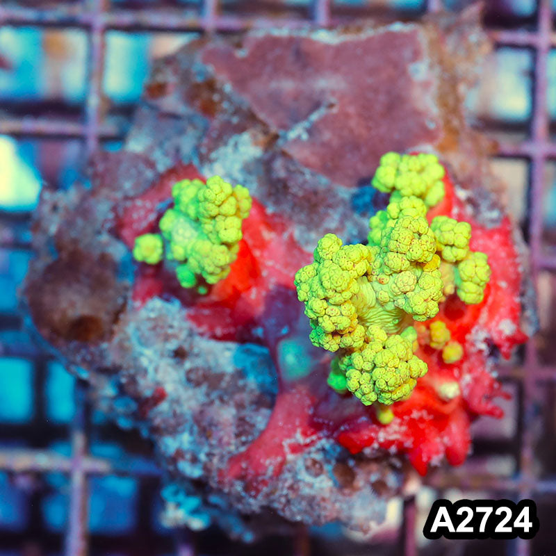 Item#A2724IN2724(M) WYSIWYG Indo Ultra Scleronephthya Colony