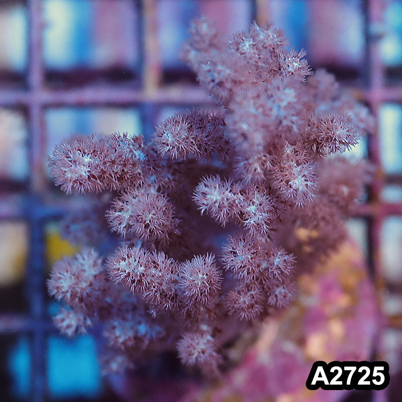 Item#A2725IN2725(S) WYSIWYG Indo Unique Kenya Tree Coral