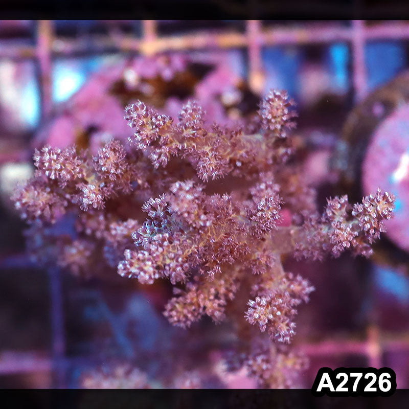 Item#A2726IN2726(S) WYSIWYG Indo Unique Kenya Tree Coral