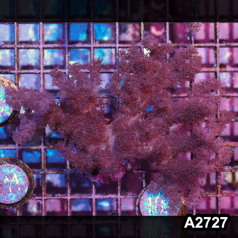 Item#A2727IN2727(M) WYSIWYG Indo Colt Coral Colony