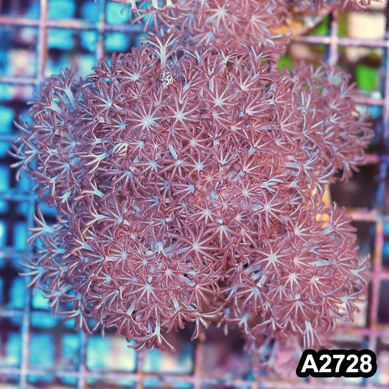 Item#A2728IN2728(M) WYSIWYG Indo Pulsing Xenia Colony