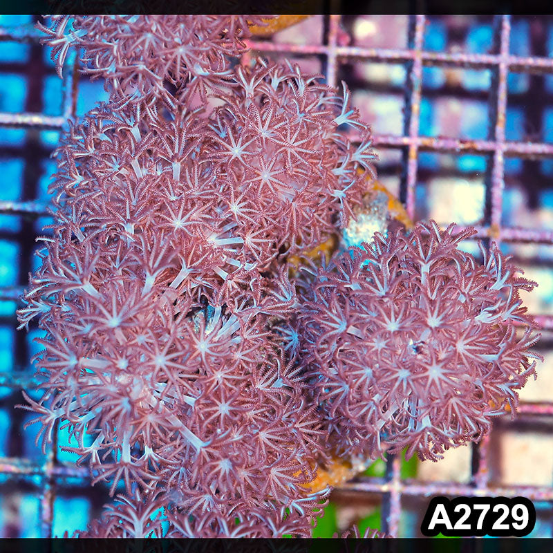 Item#A2729IN2729(M) WYSIWYG Indo Pulsing Xenia Colony