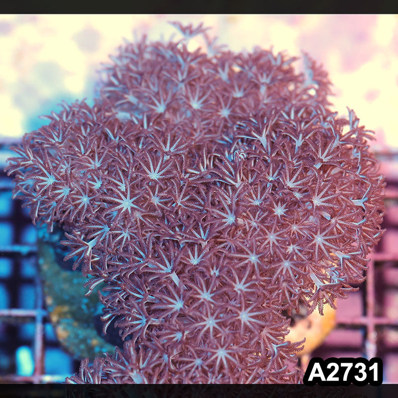 Item#A2731IN2731(M) WYSIWYG Indo Pulsing Xenia Colony