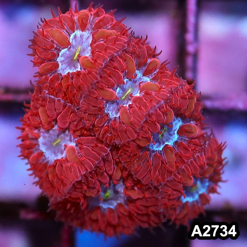 Item#A2734IN2734(S) WYSIWYG Indo Ultra Rare Blue Raven Blastomussa Merletti Frag