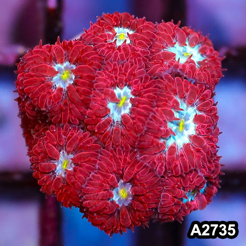 Item#A2735IN2735(S) WYSIWYG Indo Ultra Rare Blue Raven Blastomussa Merletti Frag