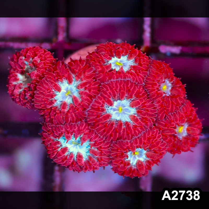 Item#A2738IN2738(S) WYSIWYG Indo Ultra Rare Blue Raven Blastomussa Merletti Frag