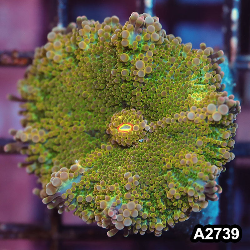 Item#A2739IN2739(S) WYSIWYG Solomon Island Ultra Unique Ricordea Yuma Mushroom