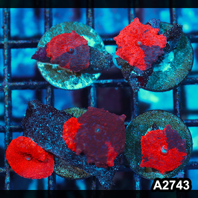 Item#A2743IN2743(M) WYSIWYG Aussie Premium Deadpool Discosoma 5pc Mushroom Pack