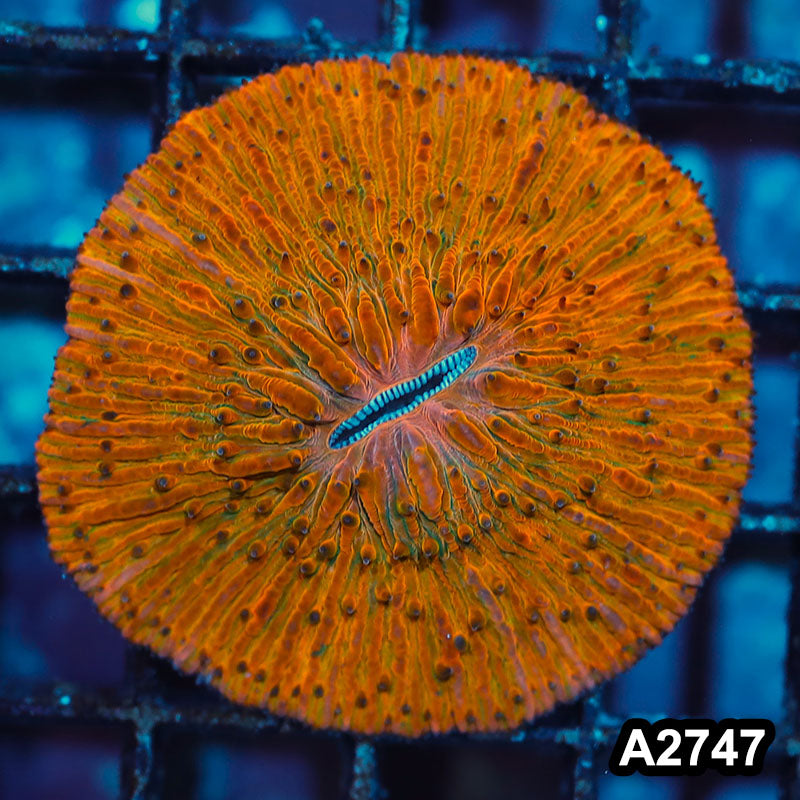 Item#A2747IN2747(S) WYSIWYG Indo Ultra Orange Fungia