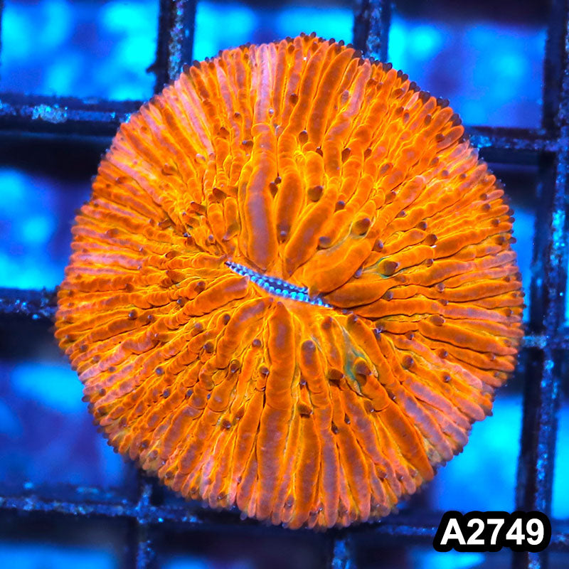 Item#A2749IN2749(S) WYSIWYG Indo Ultra Orange Fungia