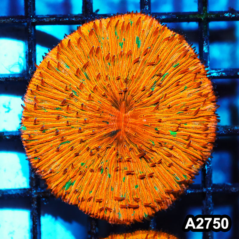 Item#A2750IN2750(S) WYSIWYG Indo Ultra Unique Ultra Orange Fungia