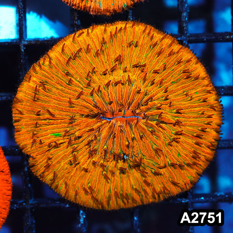 Item#A2751IN2751(S) WYSIWYG Indo Ultra Unique Ultra Orange Fungia
